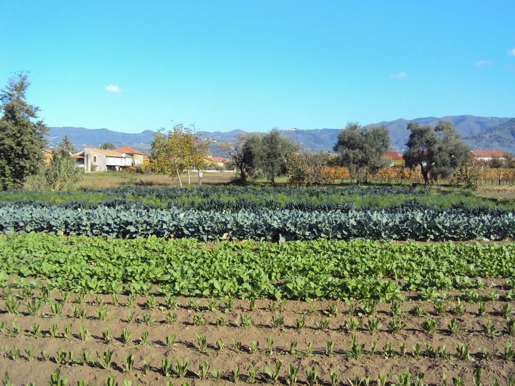 Iacovino