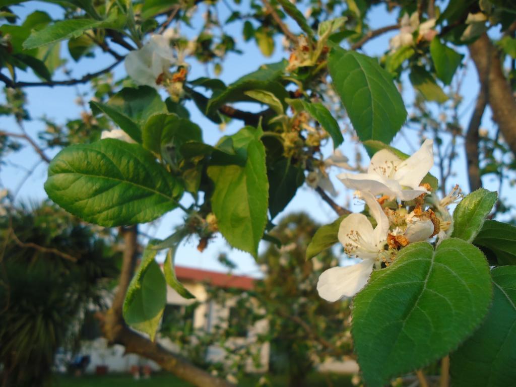 Iacovino